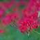 曼珠沙華