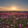 夕暮れと秋桜達