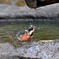 もはや水鳥？