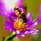 残り少ない花の蜜を求め