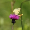 plant ＆ insect