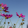 DSC08117. 花とオジサン