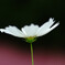 永遠の華✿秋桜の想い