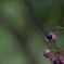 Clerodendrum