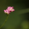 小さな小さな花
