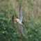 Peregrine Falcon