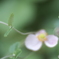 「秋明菊」