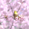 春の訪れ