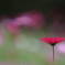 秋桜