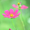 赤い秋桜