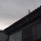 _1100924_DxO