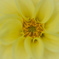 yellow dahlia