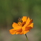 DSCF3654