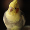 ウチのオカメインコ