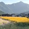 清住　コスモス園にて