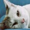 猫だって疲れる