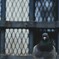 Urban wildlife‐パリの鳩