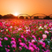 夕陽に輝く秋桜