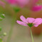 秋浪漫✾秋桜の詩