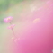 「花のように 花のように」