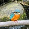 石神井川　カワセミ