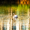 波紋に浮かぶSwan..