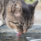 ちょろりちょろりと水を飲む