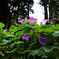 アサガオ　DSCF6019