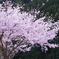 初桜