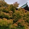 ラストウォーキング紅葉in大阪城
