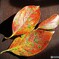 柿の紅葉