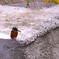 カワセミ