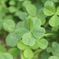 Six-leaf clover