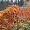 緑から紅のグラデーション