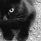 黒猫ちゃん