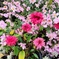 10月の草花