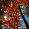 輝く紅葉