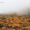 霧中の黄葉