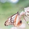 アサギマダラ…