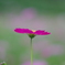 秋桜