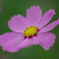 秋桜