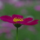 秋桜