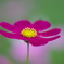 秋桜