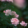 Autumn Roses