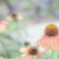 「Echinacea purpurea」