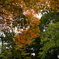 紅葉