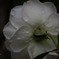 薔薇の涙