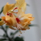 街の花