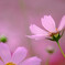 桃色吐息✿秋桜の夢