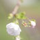 十月桜
